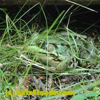 /home//u458753944/public_html/sourcegallery/////////Frogs/Mixed frogs/P8150211.JPG